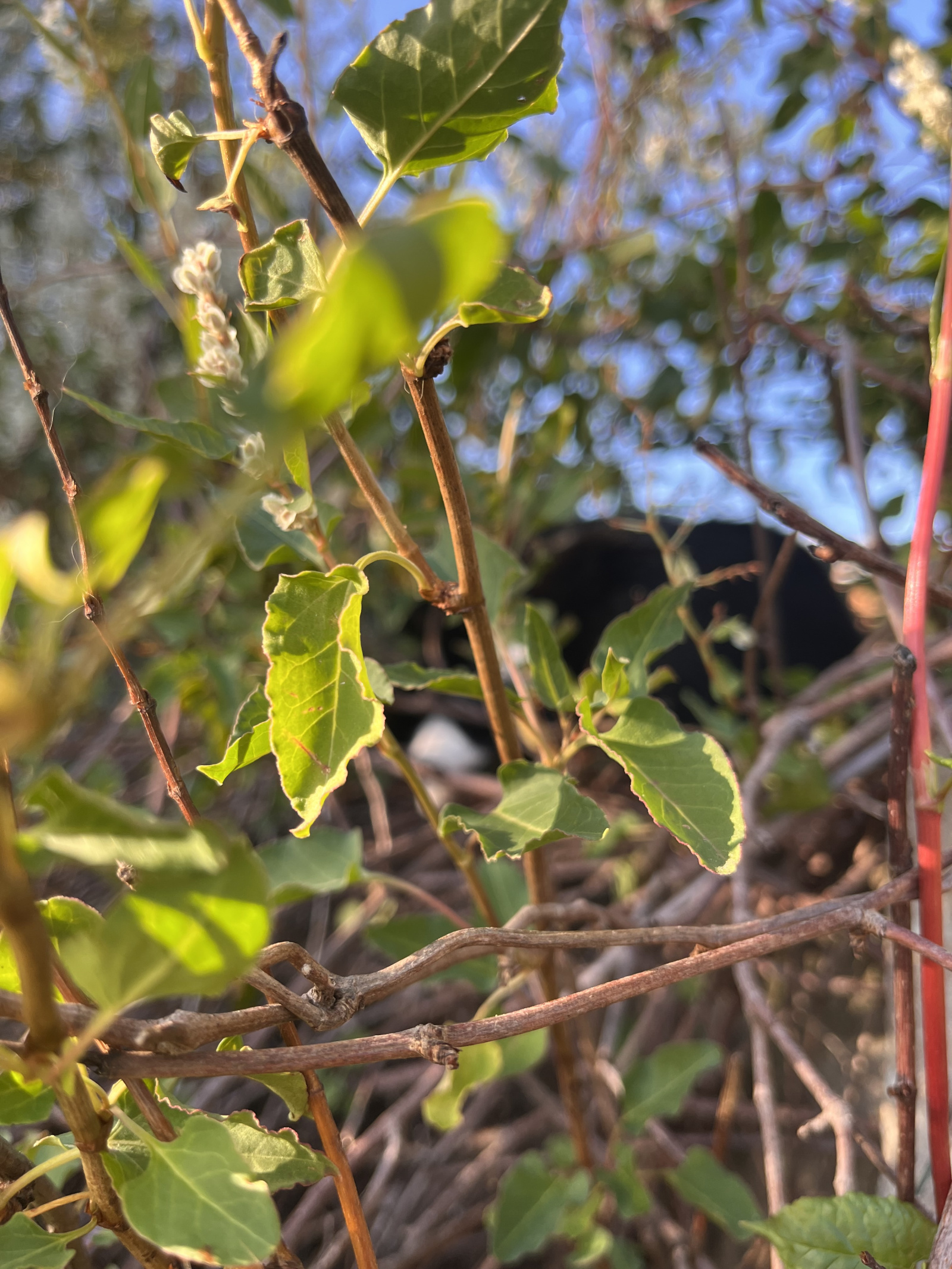 IMG_3942.jpeg